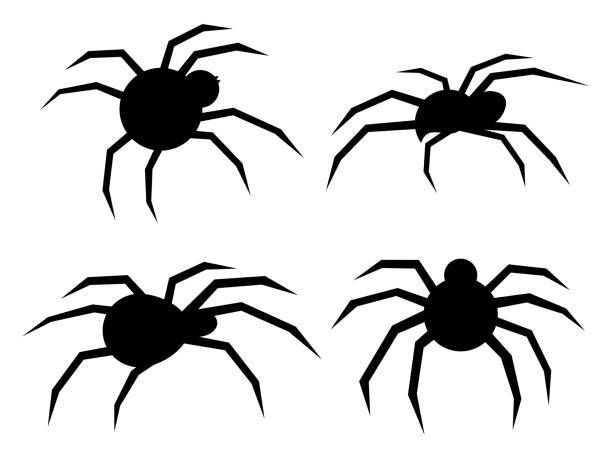50+ White Widow Stock Illustrations, Royalty-Free Vector Graphics