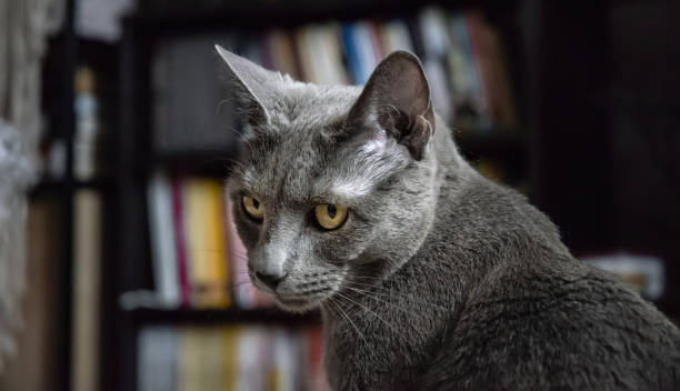 istock Russian blue cat - stock photo 2157850312