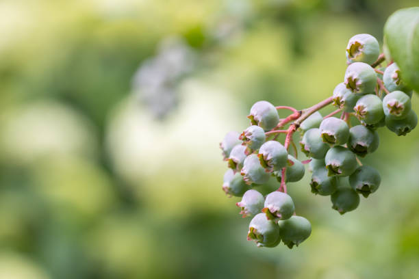 Close-up of unripe blueberries on a branch with a blurred green background.