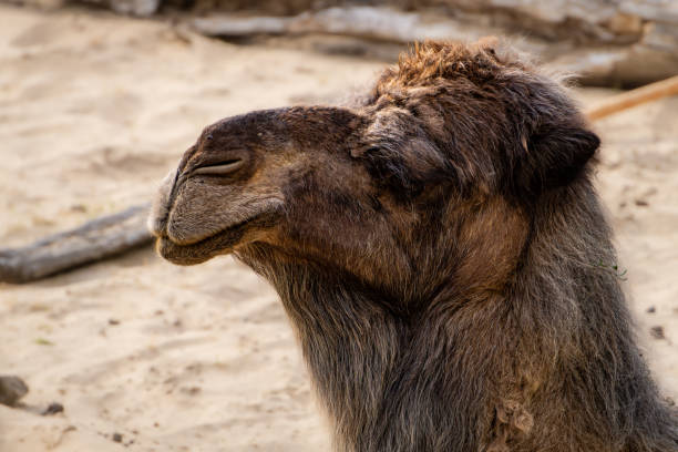 Camel in the desert. Close-up