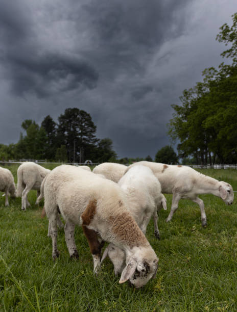 istock Flock of sheep with storm behind 2157855269