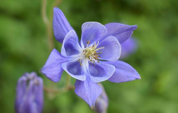 istock European Columbine (Aquilegia Vulgaris) 2157856171