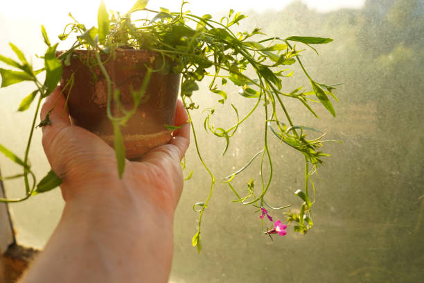 istock Reused ceramic pot with pink flower. 2157857479
