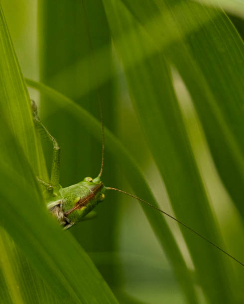 istock Mimicry cricket on the leaves 2157860139