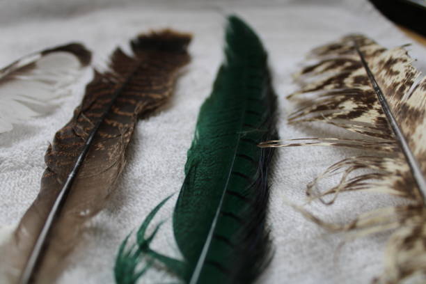 istock Different Bird Feathers Laying On A White Towel 2157862290