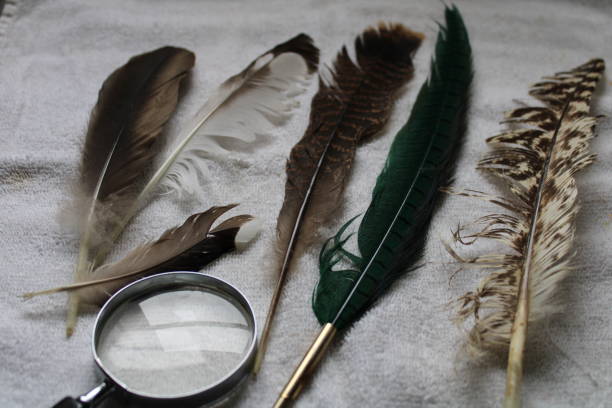 istock Different Bird Feathers Laying On A White Towel 2157862302