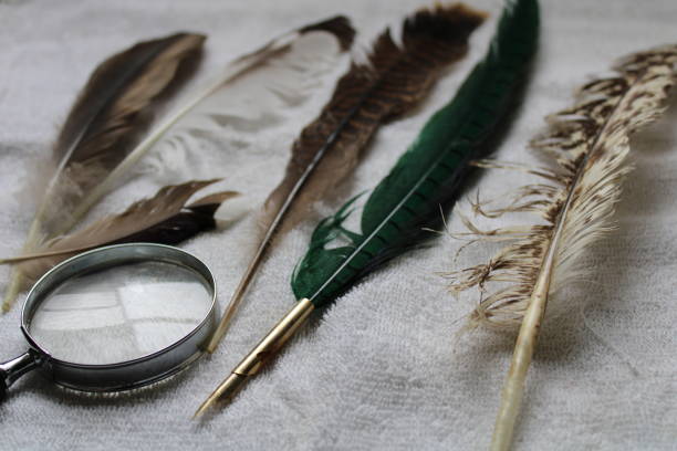 istock Different Bird Feathers Laying On A White Towel 2157862304