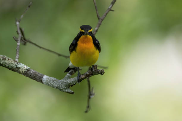 istock Male Narcissus Flycatcher in a forest. 2157863076