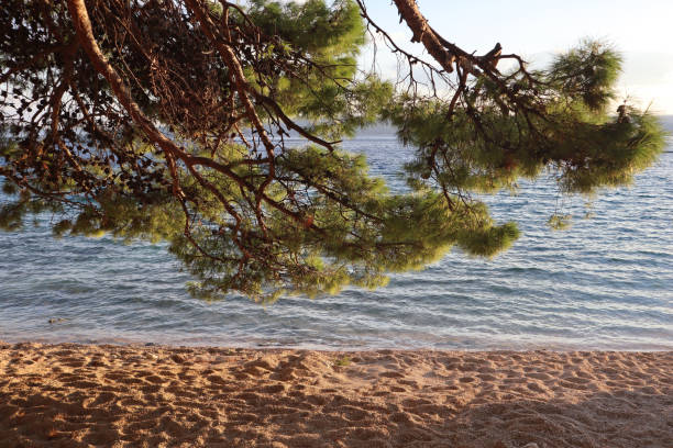 istock Pine tree on the shore sea at sunset 2157864177