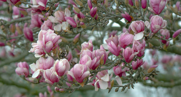 Beautiful Spring Tulip-Magnolia tree- Howard County, Indiana