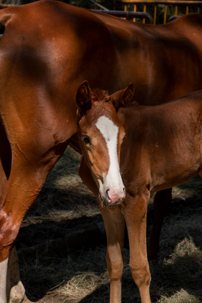 A mare with her foal a few weeks old