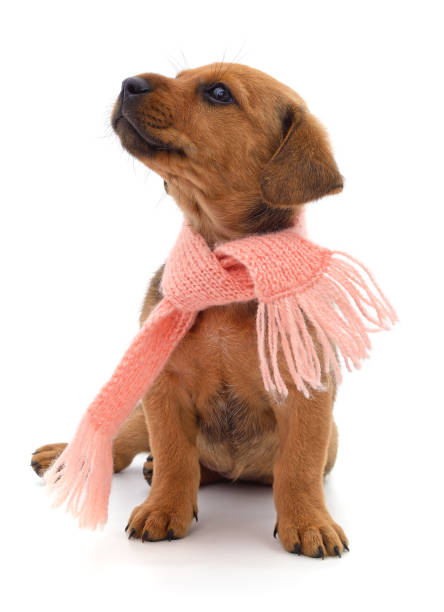 Brown puppy in a pink scarf isolated on a white background.
