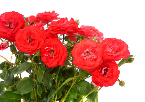 Landscape with beautiful rose flowers