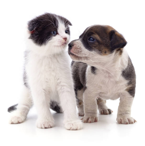 istock Kitten and puppy. 2157867511