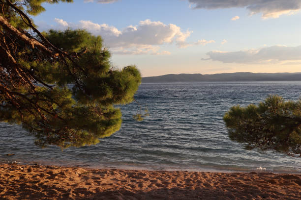 Picturesque pine branch with green needles and cones over the sand on the beach of Brela, Croatia