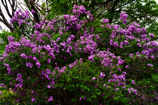 Blooming Purple Pink Tree Bush - Scenic nature background with a soft feeling, defocused background and creamy bokeh.