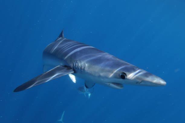 istock blue shark, Prionace glauca, Cape Point, South Africa 2157871305
