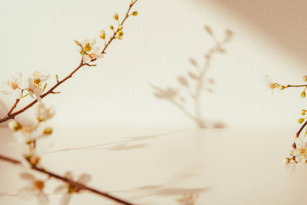 istock Blooming spring branches with flowers and its shadow on beige background 2157873037