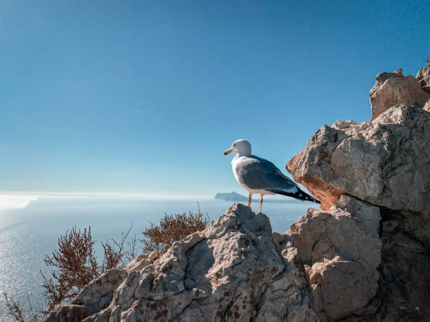 istock Seagull at Penon de Ifach: A View Above the Clouds 2157873851