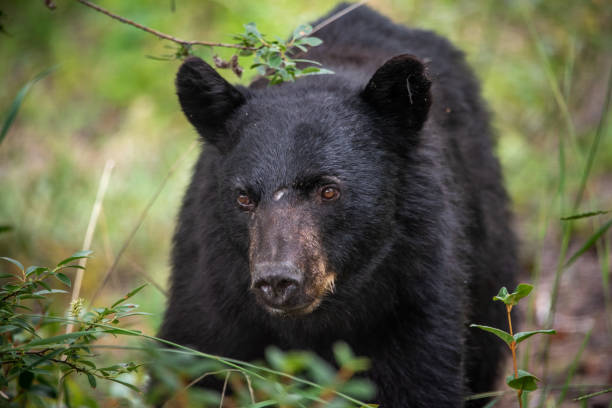 istock Wild black bear seen in northern Canada, Yukon during summer time 2157873918