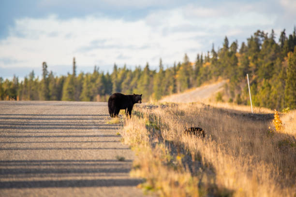istock Black bear cub seen in Yukon Territory, Canada 2157873967