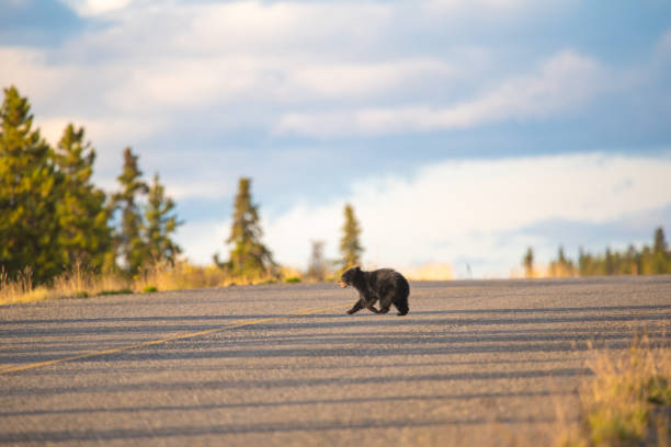 a sow black bear and her cub at a pond in Yellowstone National Park Wyoming in springtime