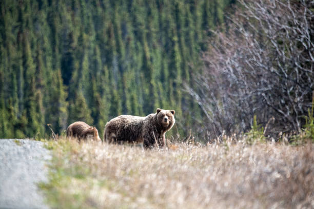 istock Grizzly Bears in wild area, Yukon Territory, Canada. 2157874021
