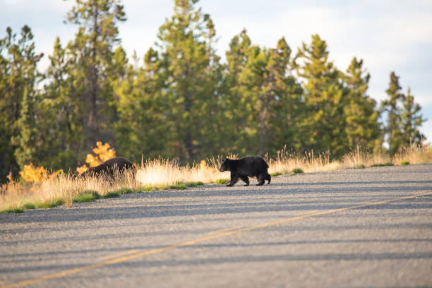 istock Black bear cub seen in Yukon Territory, Canada 2157874024
