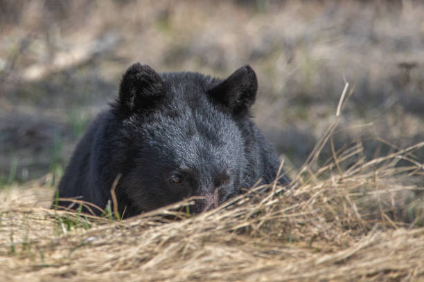 Black bear grazing in Waterton National Park in Alberta