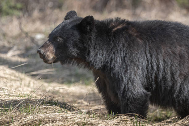 istock Wild black bear seen in northern Canada, Yukon during summer time 2157874162
