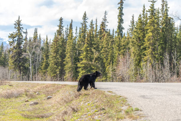 istock Wild black bear seen in northern Canada, Yukon during summer time 2157874250