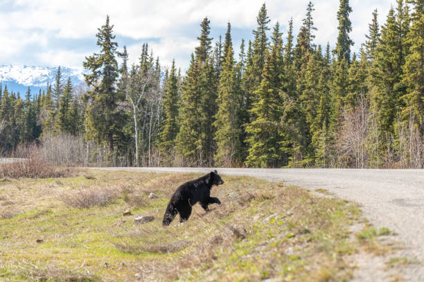 istock Wild black bear seen in northern Canada, Yukon during summer time 2157874259