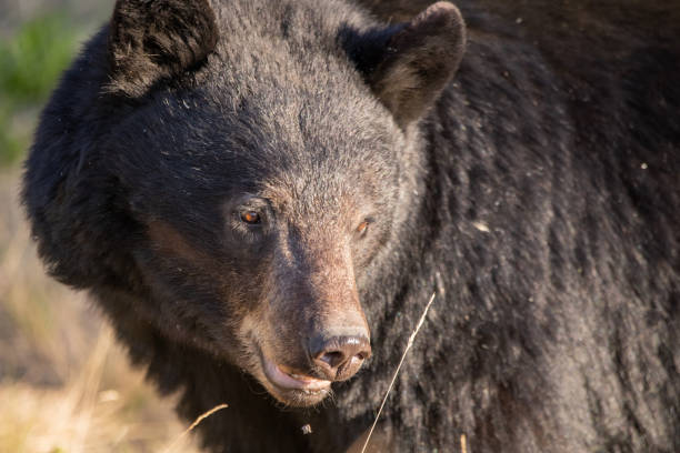 istock Wild black bear seen in northern Canada, Yukon during summer time 2157874951