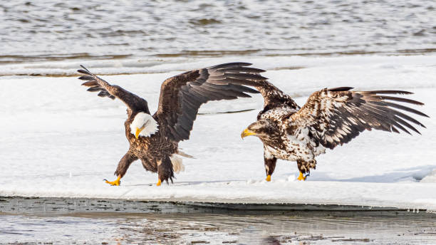 istock Wild bald eagles seen in northern Canada. 2157874994