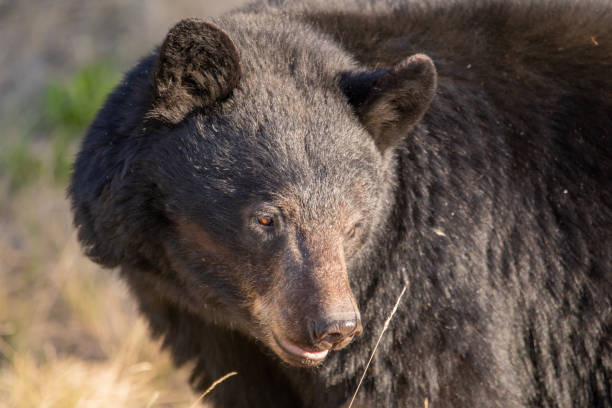 istock Wild black bear seen in northern Canada, Yukon during summer time 2157874998