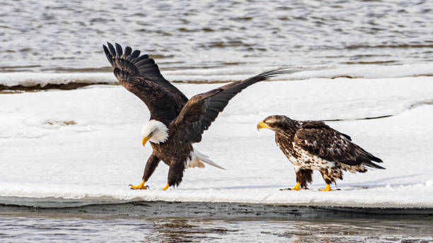 istock Wild bald eagles seen in northern Canada. 2157875037
