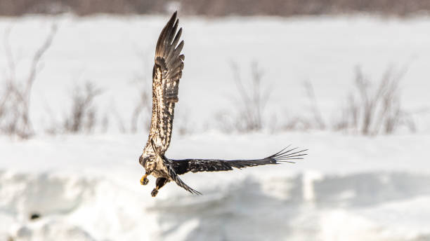 istock Wild bald eagles seen in northern Canada. 2157875170
