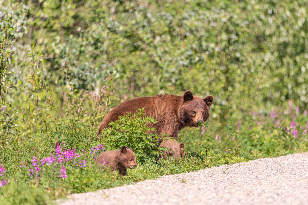 istock Wild black bears seen in Yukon Territory, Canada. 2157875173