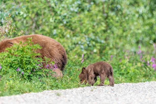 istock Wild black bears seen in Yukon Territory, Canada. 2157875227