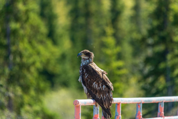 Wild bald eagle seen in natural outdoor environment during summer time in north America. Perched on a red, pole with blurred background in boreal forest.