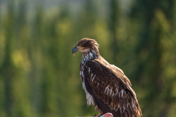Wild bald eagle seen in natural outdoor environment during summer time in north America. Perched on a red, pole with blurred background in boreal forest.