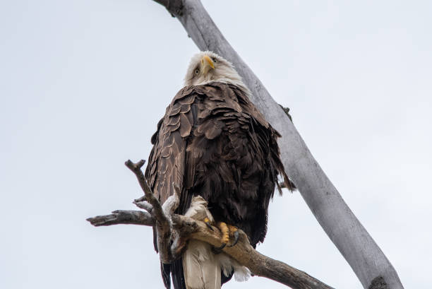 istock Wild bald eagles seen in northern Canada. 2157875761