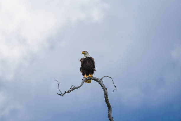 istock Wild bald eagles seen in northern Canada. 2157875856