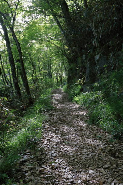 istock Forest Therapy Road, Japanese Cypress chips laid out, Early summer (Shikoku Karst, Tengu Highlands) 2157878048