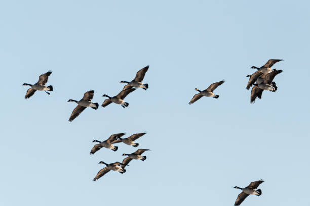 istock Branta canadensis occidentalis, Canada Geese flying in large flock overhead. 2157878124