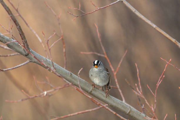 istock Carolina Chickadee - Poecile carolinensis seen in Yukon Territory during spring time. 2157878401