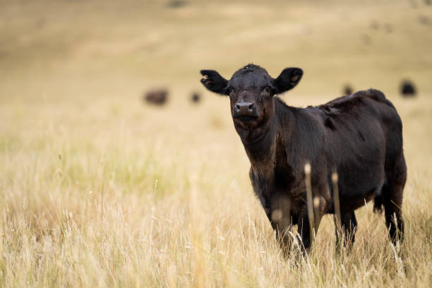 istock beautiful cattle in Australia  eating grass, grazing on pasture. 2157880426