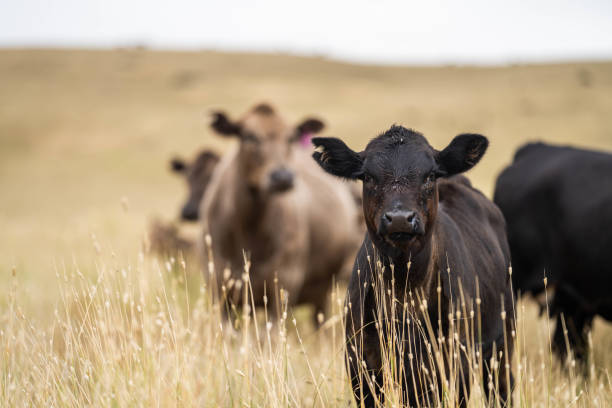 beautiful cattle in Australia  eating grass, grazing on pasture.