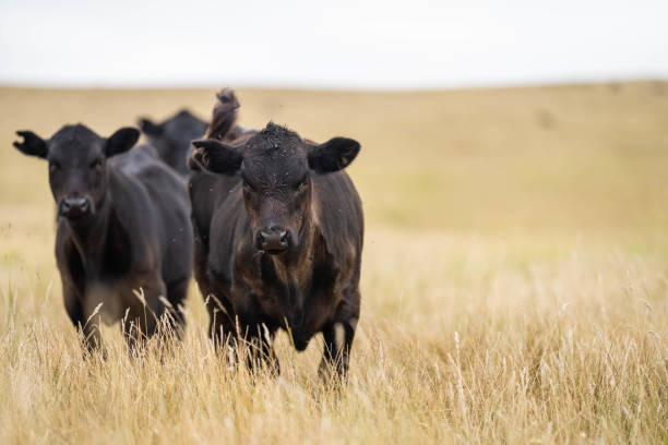 istock beautiful cattle in Australia  eating grass, grazing on pasture. 2157880585