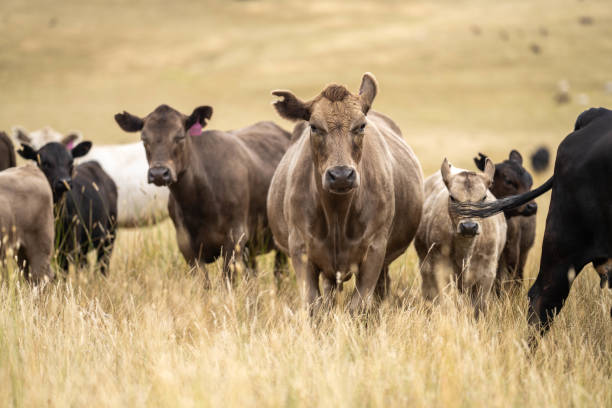 istock beautiful cattle in Australia  eating grass, grazing on pasture. 2157881108